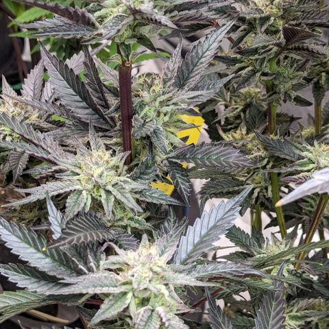 Pineapple Kush 1 - 4R growlog timeline photo