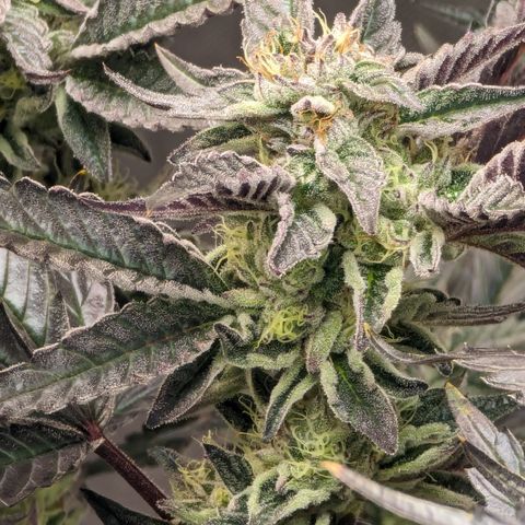 Pineapple Kush 1 - 4R growlog timeline photo