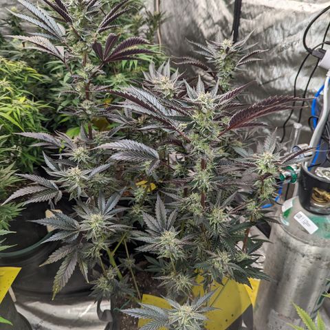 Pineapple Kush 1 - 4R growlog timeline photo