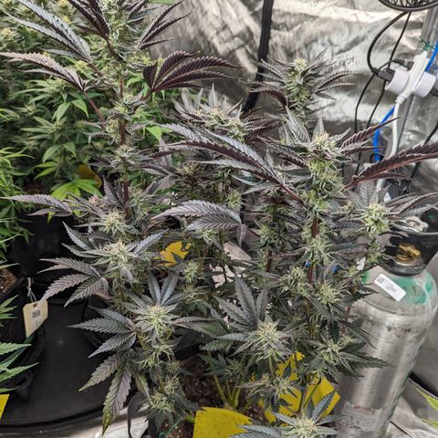 Pineapple Kush 1 - 4R growlog timeline photo