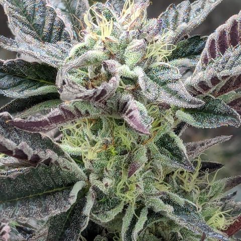 Pineapple Kush 1 - 4R growlog timeline photo