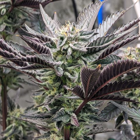 Pineapple Kush 1 - 4R growlog timeline photo