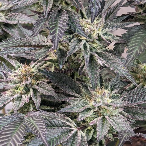 Pineapple Kush 1 - 4R growlog timeline photo