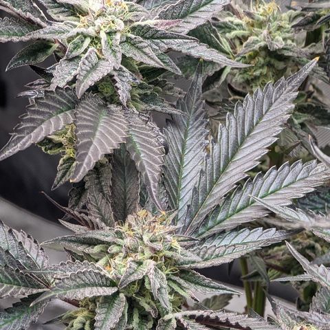 Pineapple Kush 1 - 4R growlog timeline photo