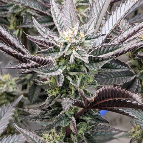 Pineapple Kush 1 - 4R growlog timeline photo