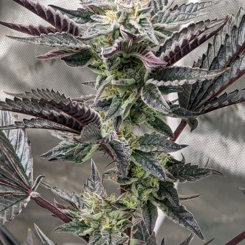 Pineapple Kush 1 - 4R growlog timeline photo
