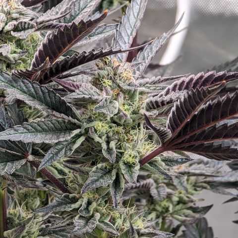 Pineapple Kush 1 - 4R growlog timeline photo
