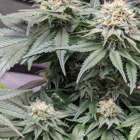 Sundae Driver growlog timeline photo