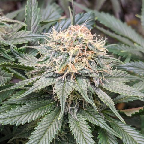 Sundae Driver growlog timeline photo
