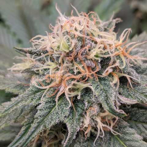Sundae Driver growlog timeline photo