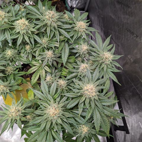Sundae Driver growlog timeline photo