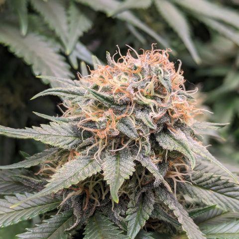 Sundae Driver growlog timeline photo