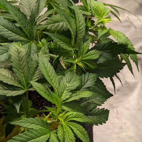 Critical growlog timeline photo