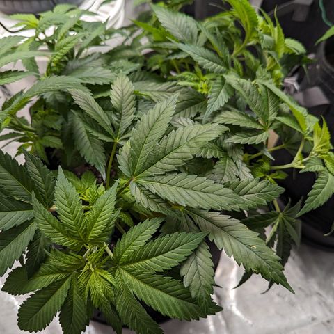 Critical growlog timeline photo