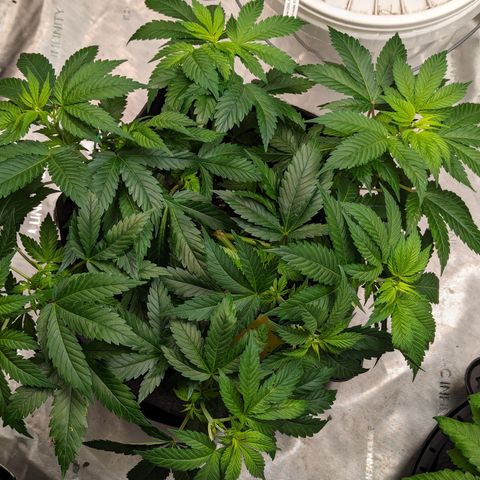 Critical growlog timeline photo