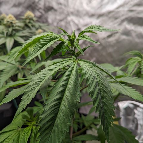 Sundae Driver  1-1 growlog timeline photo
