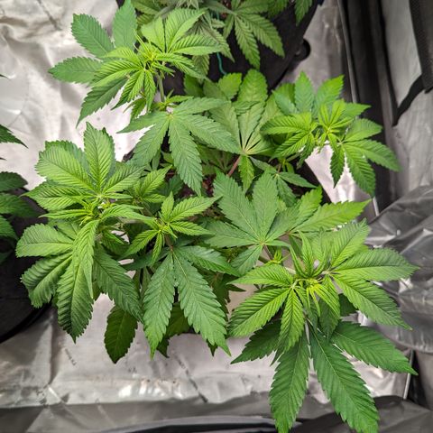 Sundae Driver  1-1 growlog timeline photo
