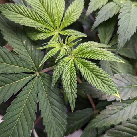 O.G. Kush growlog timeline photo