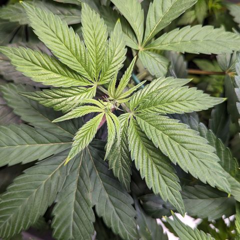 O.G. Kush growlog timeline photo