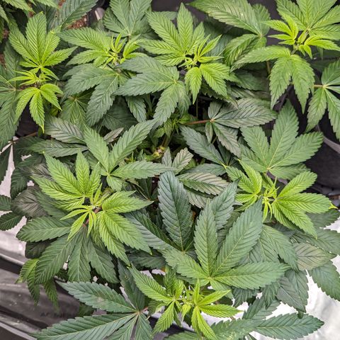 O.G. Kush growlog timeline photo