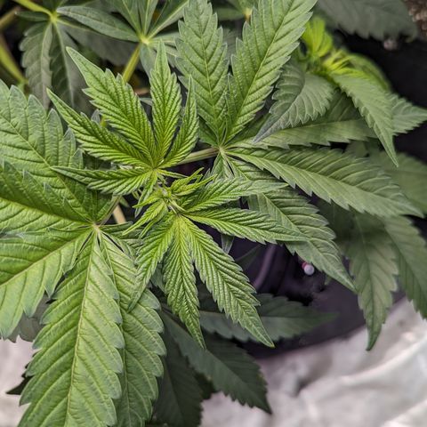 Tropical Mirage growlog timeline photo