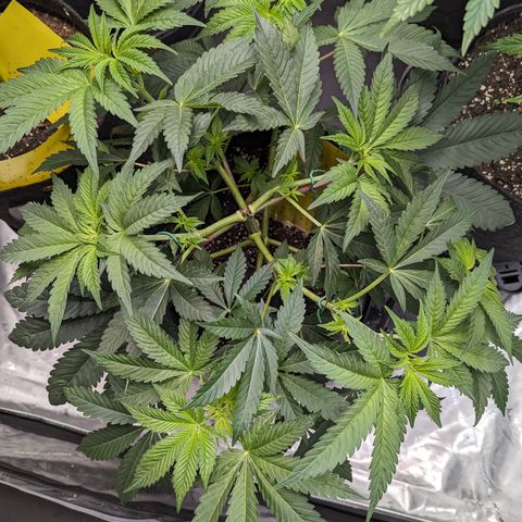 Tropical Mirage growlog timeline photo