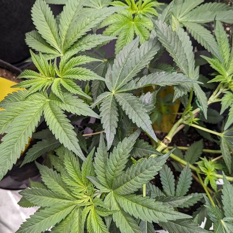 Tropical Mirage growlog timeline photo