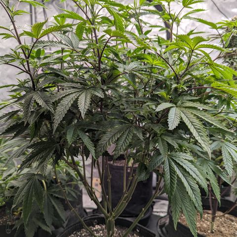 Pineapple Kush 1 - 1 growlog timeline photo