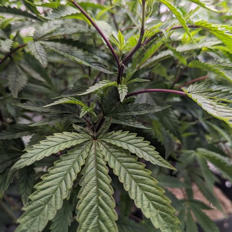 Pineapple Kush 1 - 1 growlog timeline photo