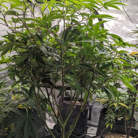 Pineapple Kush 1 - 1 growlog timeline photo