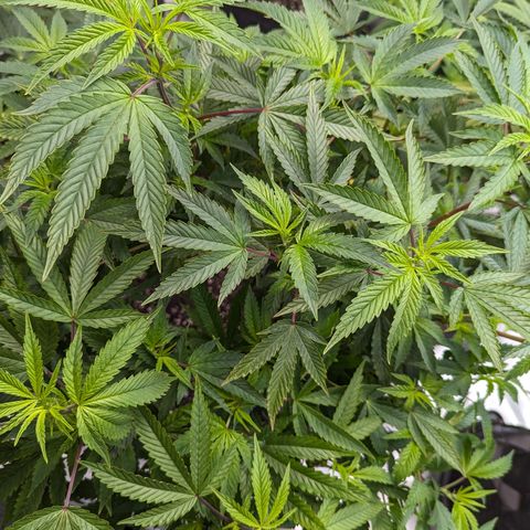 Pineapple Kush 1 - 1 growlog timeline photo