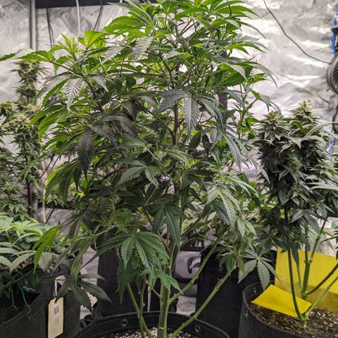 Honey Cream 1 - 2 growlog timeline photo