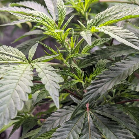 Honey Cream 1 - 2 growlog timeline photo