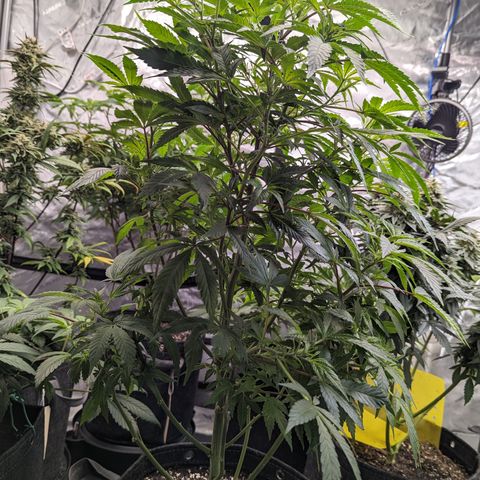 Honey Cream 1 - 2 growlog timeline photo