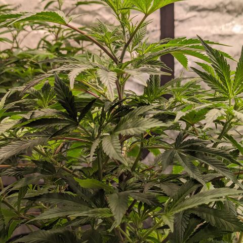 Honey Cream 1 - 2 growlog timeline photo