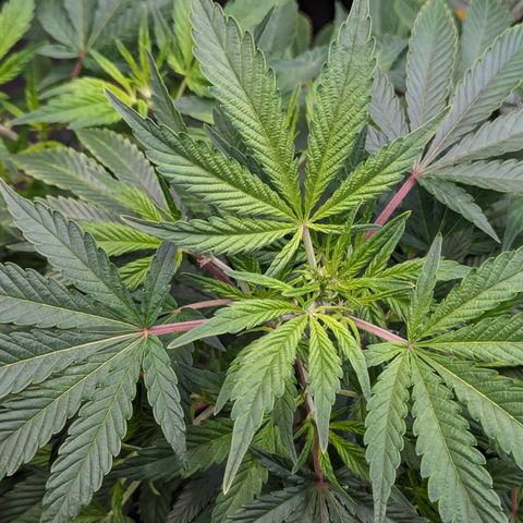 Honey Cream 1 - 2 growlog timeline photo