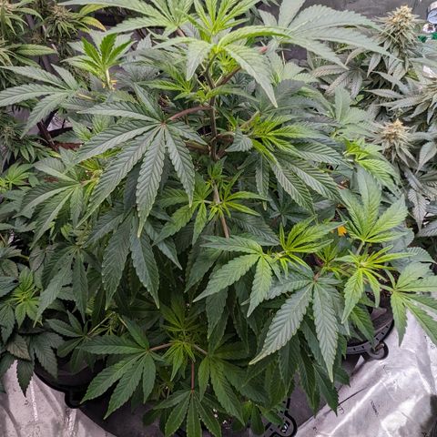 Honey Cream 1 - 2 growlog timeline photo