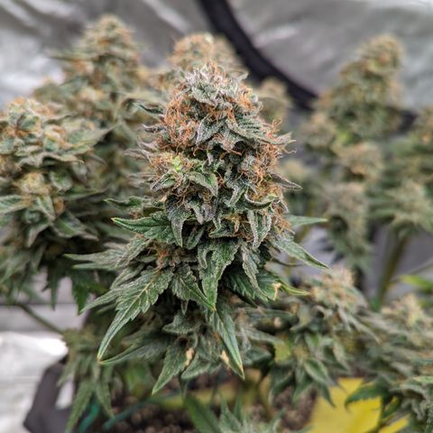Sundae Driver growlog timeline photo