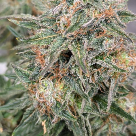 Sundae Driver growlog timeline photo