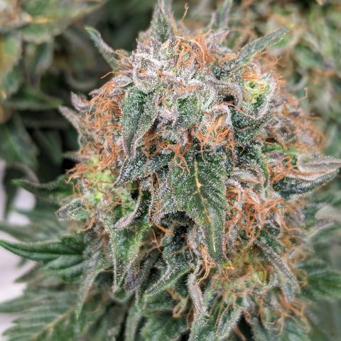 Sundae Driver growlog timeline photo