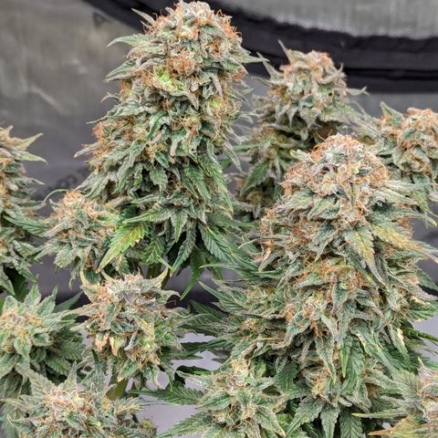 Sundae Driver growlog timeline photo
