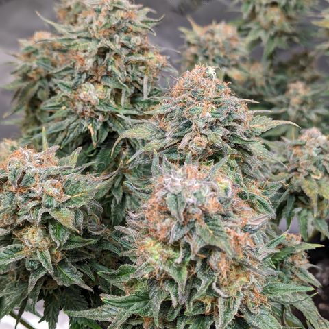 Sundae Driver growlog timeline photo