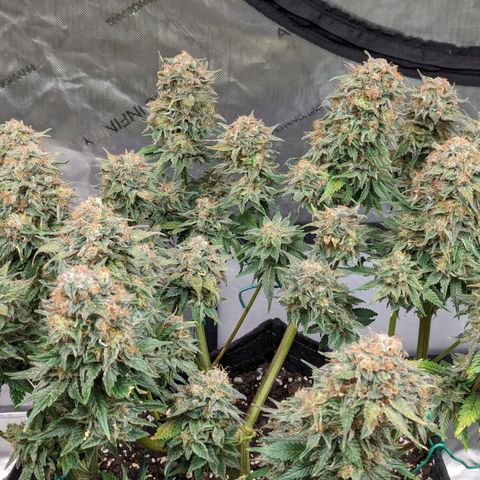 Sundae Driver growlog timeline photo