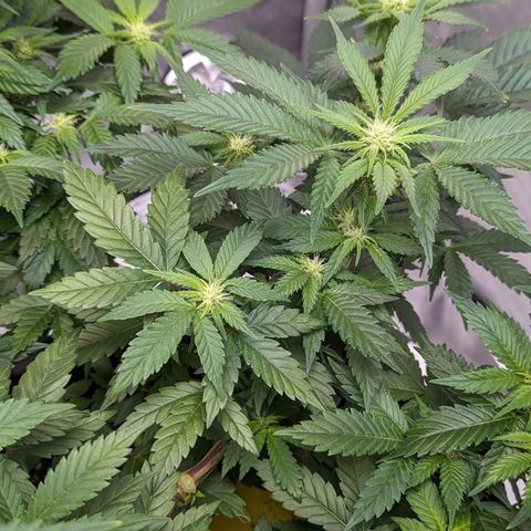Critical growlog timeline photo