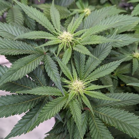 Critical growlog timeline photo