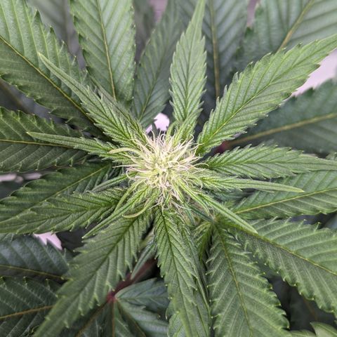 Critical growlog timeline photo
