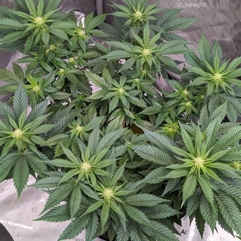 Critical growlog timeline photo