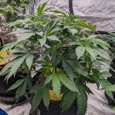 Sundae Driver  1-2 growlog timeline photo