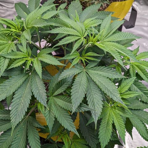 Sundae Driver  1-2 growlog timeline photo