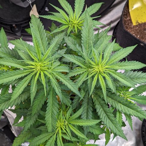 Cheese Quake growlog timeline photo